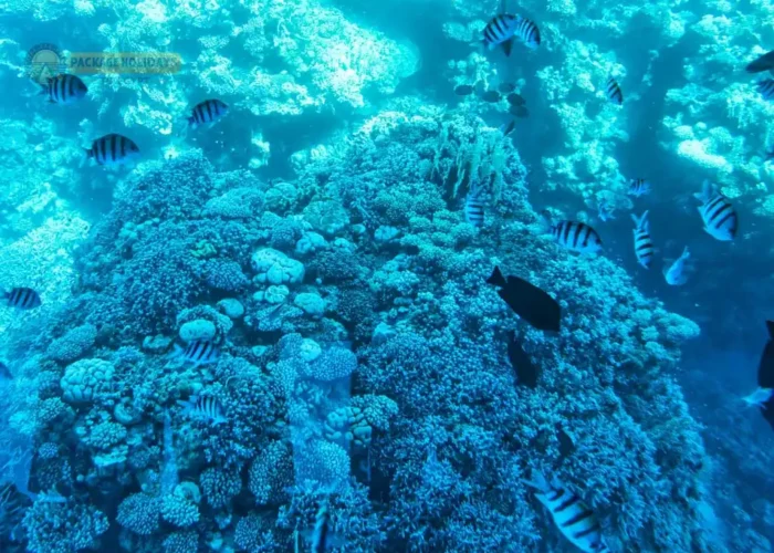 7 Days in Cairo and Sharm El Shiek Red Sea