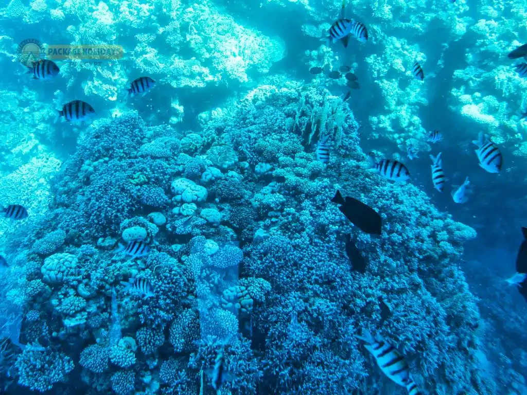 7 Days in Cairo and Sharm El Shiek Red Sea